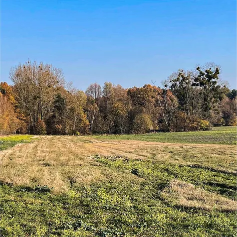 An open field bordered by autumnal trees with golden and orange hues, under a clear blue sky, with patches of grass and greenery in the foreground.