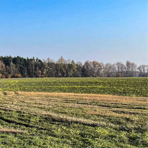 A vast open field covered with green and golden grasses, bordered by a dense line of trees with autumnal foliage in shades of orange, yellow, and green. The scene is set under a clear blue sky, evoking a peaceful and serene rural landscape.