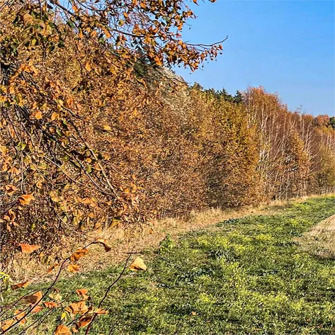 A scenic autumn landscape featuring a row of trees with golden-brown foliage alongside a grassy field, set under a bright blue sky.